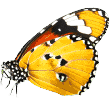https://jbpawfectpals.com.au/wp-content/uploads/2019/08/butterfly.png